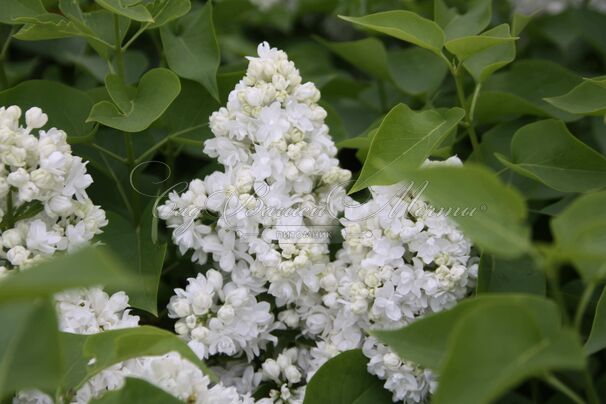 Сирень "Сувенир д'Элис Хардинг" / Syringa vulgaris "Souvenir d'Alice Harding" — фото 6