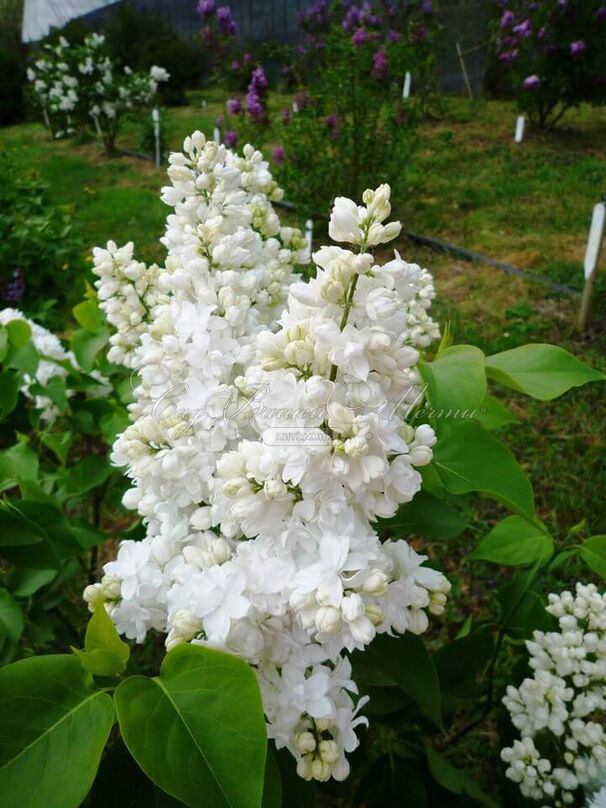 Сирень "Сувенир д'Элис Хардинг" / Syringa vulgaris "Souvenir d'Alice Harding" — фото 8