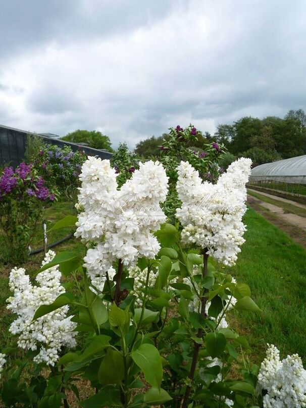 Сирень "Сувенир д'Элис Хардинг" / Syringa vulgaris "Souvenir d'Alice Harding" — фото 9