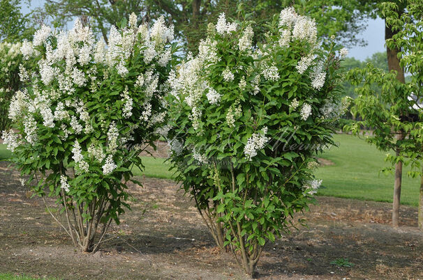 Сирень "Агнесс Смит" / Syringa josiflexa "Agnes Smith" — фото 2