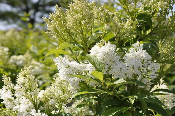 Сирень "Агнесс Смит" / Syringa josiflexa "Agnes Smith" — фото 3