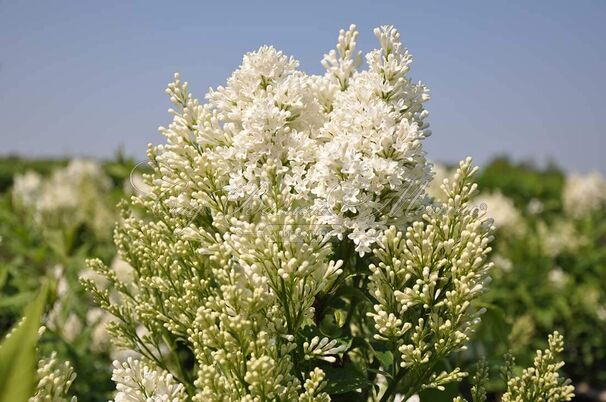 Сирень "Агнесс Смит" / Syringa josiflexa "Agnes Smith" — фото 4