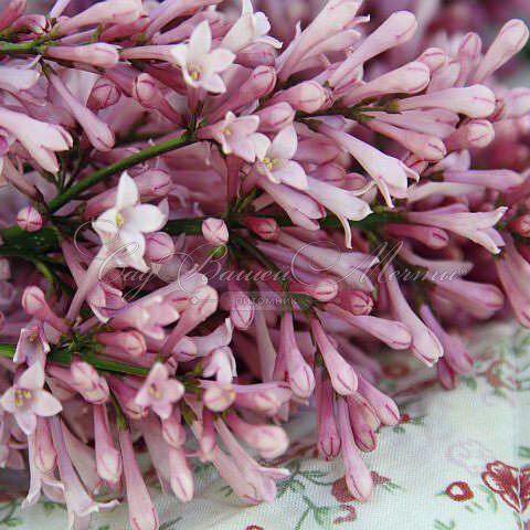 Сирень "Джеймс МакФарлин" / Syringa prestoniae "James Macfarlane" — фото 3