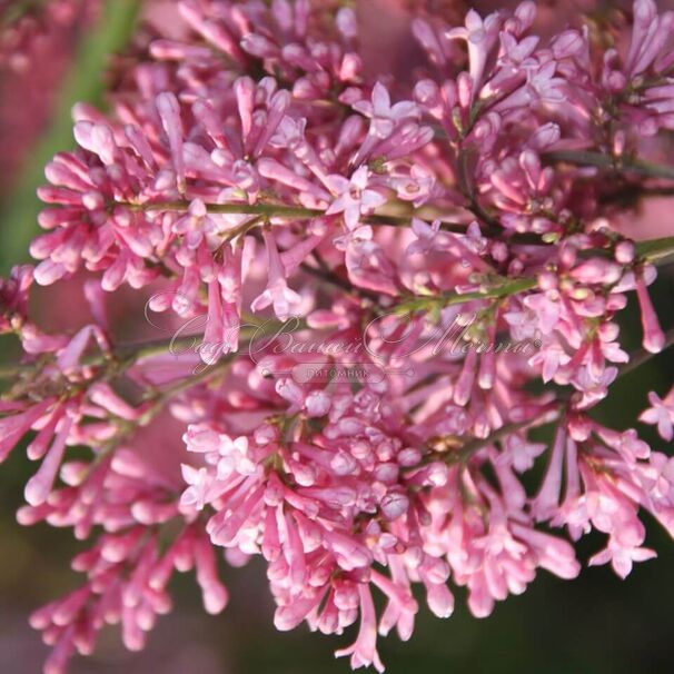 Сирень "Джеймс МакФарлин" / Syringa prestoniae "James Macfarlane" — фото 4