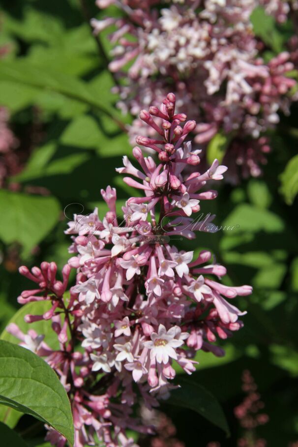 Сирень "Джеймс МакФарлин" / Syringa prestoniae "James Macfarlane" — фото 5