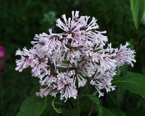 Сирень "Коралл" / Syringa prestoniae "Coral" — фото 2