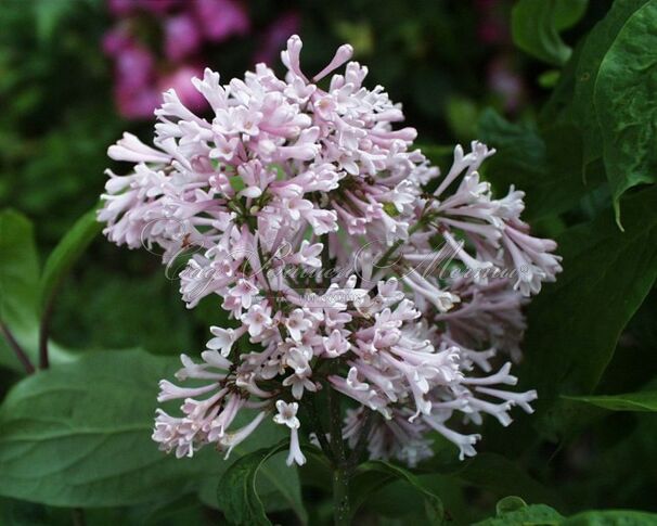 Сирень "Коралл" / Syringa prestoniae "Coral" — фото 3