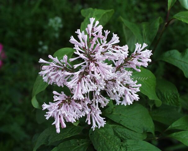 Сирень "Коралл" / Syringa prestoniae "Coral" — фото 4