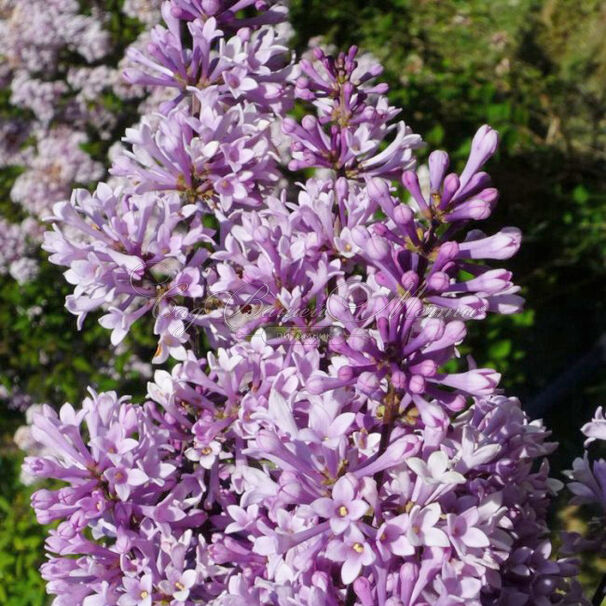 Сирень "Ноктюрн" / Syringa prestoniae "Nocturne" — фото 2