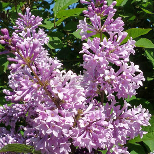 Сирень "Ноктюрн" / Syringa prestoniae "Nocturne" — фото 3