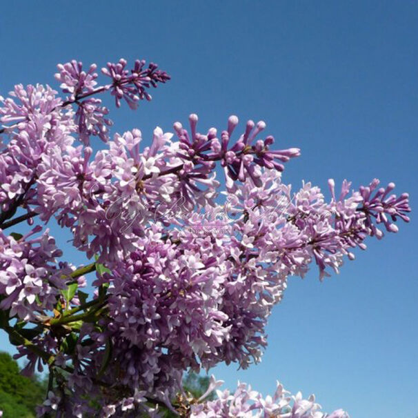 Сирень "Ноктюрн" / Syringa prestoniae "Nocturne" — фото 4