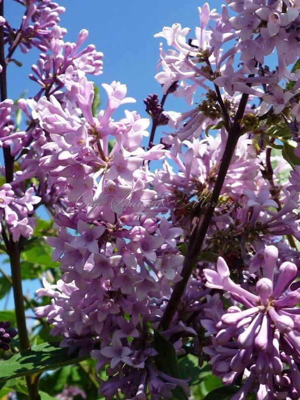 Сирень "Ноктюрн" / Syringa prestoniae "Nocturne" — фото 6