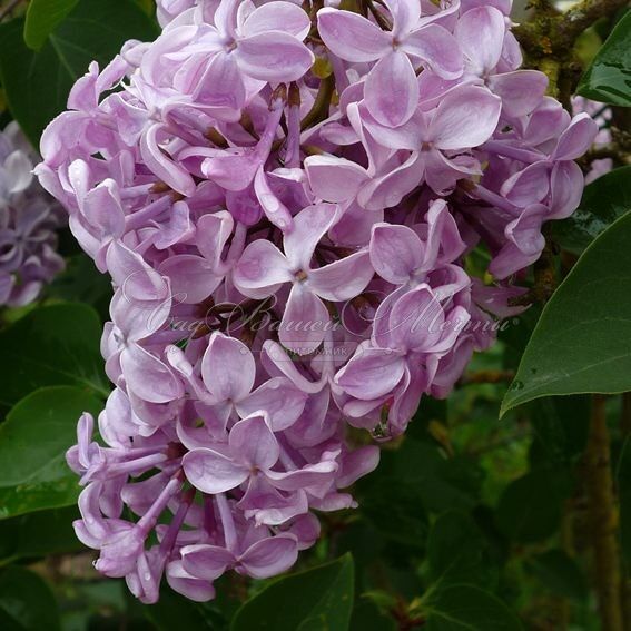 Сирень "Буффон" / Syringa hyacinthiflora "Buffon" — фото 4