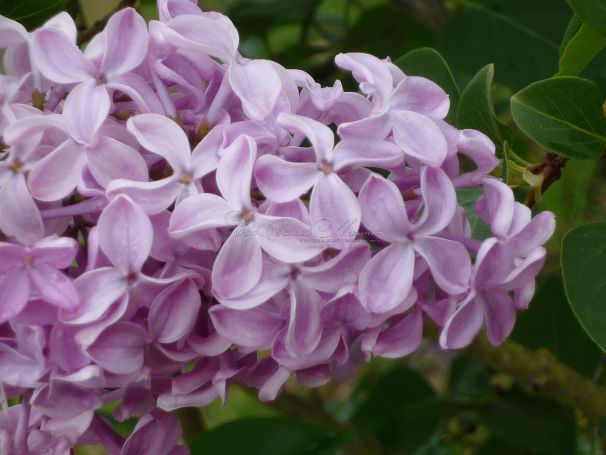 Сирень "Буффон" / Syringa hyacinthiflora "Buffon" — фото 7