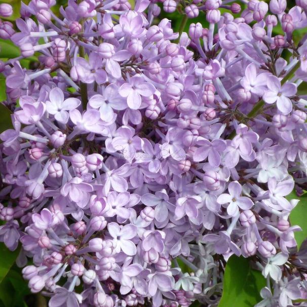 Сирень "Эксель" / Syringa hyacinthiflora "Excel" — фото 8