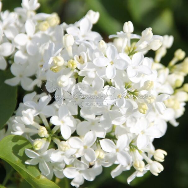 Сирень "Маунт Бейкер" / Syringa hyacinthiflora "Mount Baker" — фото 2