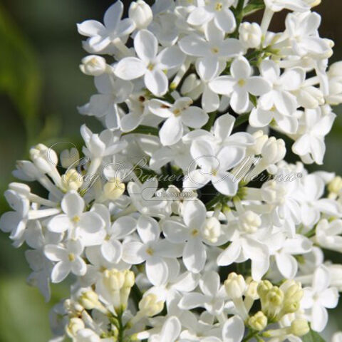 Сирень "Маунт Бейкер" / Syringa hyacinthiflora "Mount Baker" — фото 3