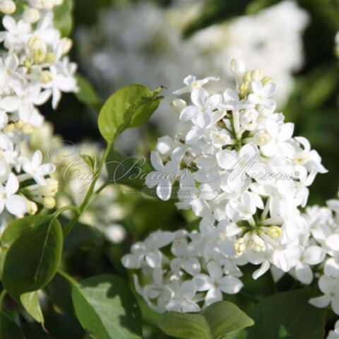 Сирень "Маунт Бейкер" / Syringa hyacinthiflora "Mount Baker" — фото 4