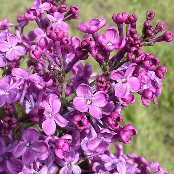 Сирень "Покахонтас" / Syringa hyacinthiflora "Pocahontas" — фото 3