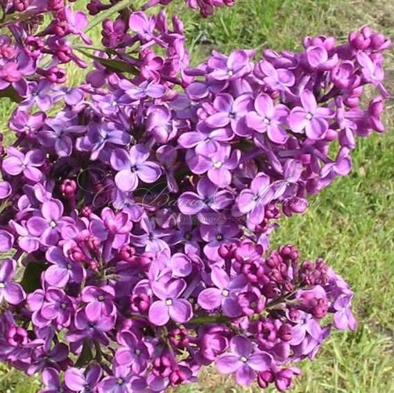Сирень "Покахонтас" / Syringa hyacinthiflora "Pocahontas" — фото 4