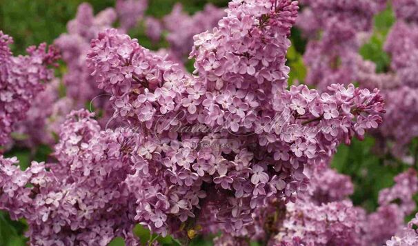 Сирень "Веспер сонг" / Syringa hyacinthiflora "Vesper Song" — фото 3