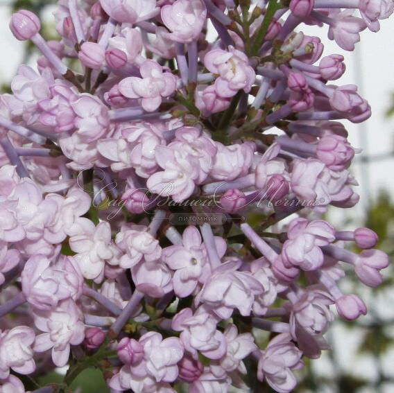 Сирень "Анабель" / Syringa hyacinthiflora "Anabel" — фото 3