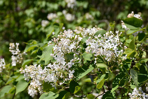 Сирень "Фредерик Лоу Ольмштедт" / Syringa vulgaris "Frederick Law Olmstedt" — фото 2