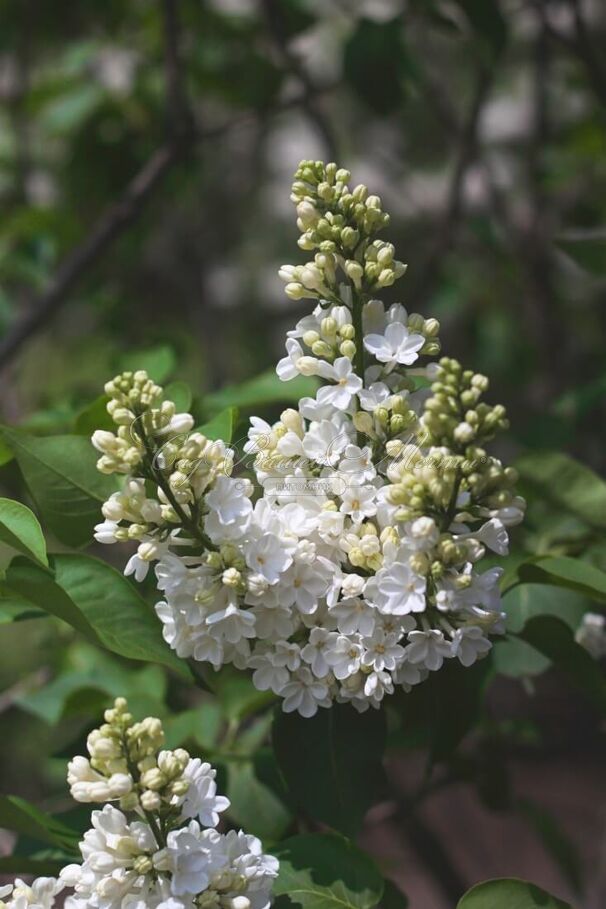 Сирень "Фредерик Лоу Ольмштедт" / Syringa vulgaris "Frederick Law Olmstedt" — фото 3