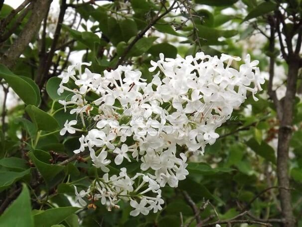 Сирень "Фредерик Лоу Ольмштедт" / Syringa vulgaris "Frederick Law Olmstedt" — фото 4