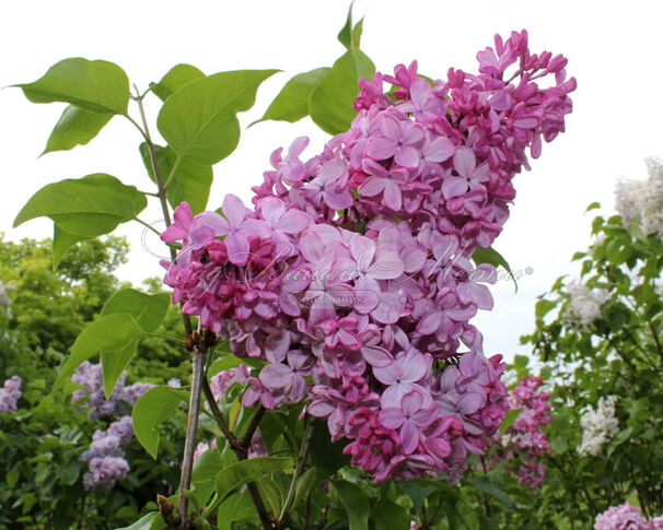 Сирень "Эстер Стали" / Syringa hyacinthiflora "Esther Staley" — фото 2