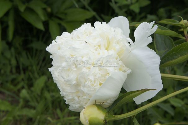 Пион травянистый Белый парус — фото 2