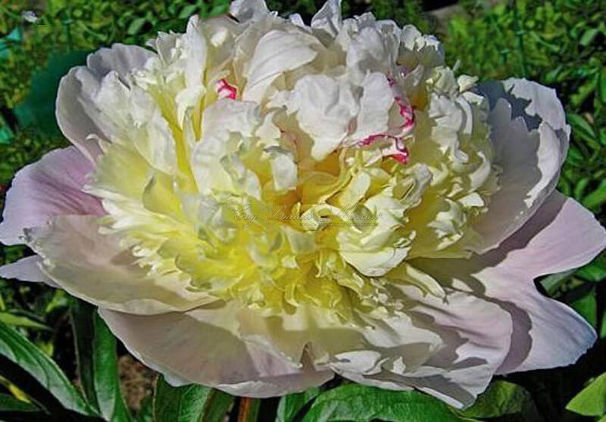 Пион травянистый Пичи роуз (Peachy rose) — фото 2