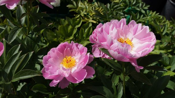 Пион травянистый Роял Роуз (Royal Rose) — фото 3