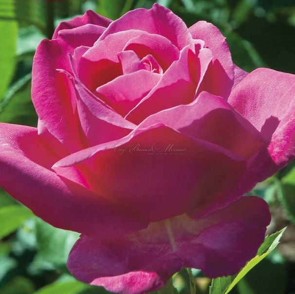 Роза Caprice de Meilland (Каприс де Мейян) — фото 2
