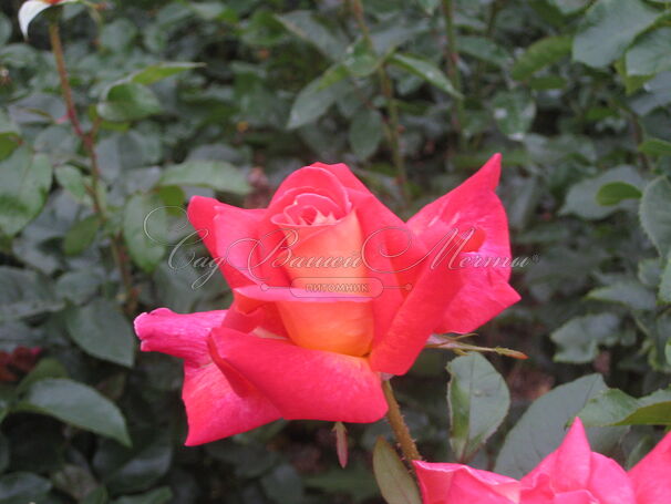 Роза Gallivarda (Галиварда) — фото 2