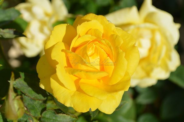 Роза Golden Emblem (Голден Эмблем) — фото 2