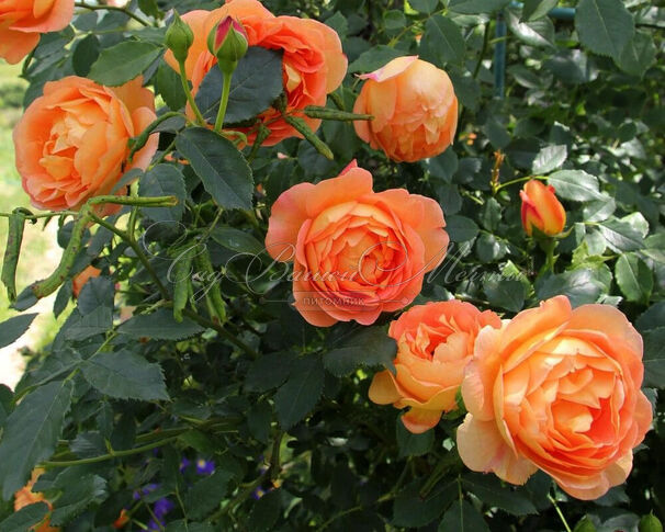 Роза Lady of Shalott (Леди оф Шалот) — фото 3