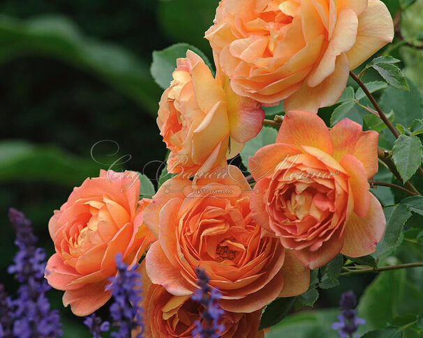 Роза Lady of Shalott (Леди оф Шалот) — фото 4