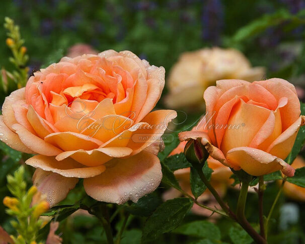 Роза Lady of Shalott (Леди оф Шалот) — фото 6