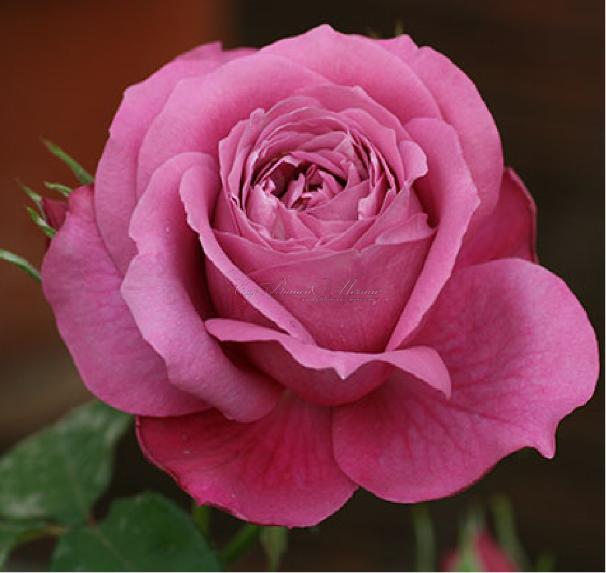 Роза Lanping Rose (Ланпинг Роуз) — фото 2