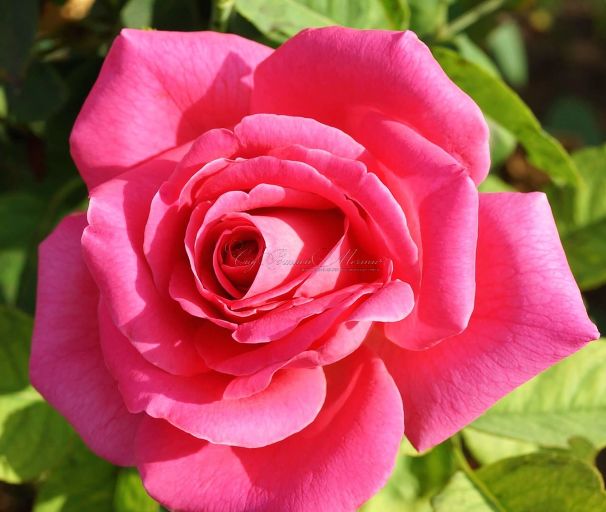 Роза Pink Peace (Пинк Пис) — фото 2