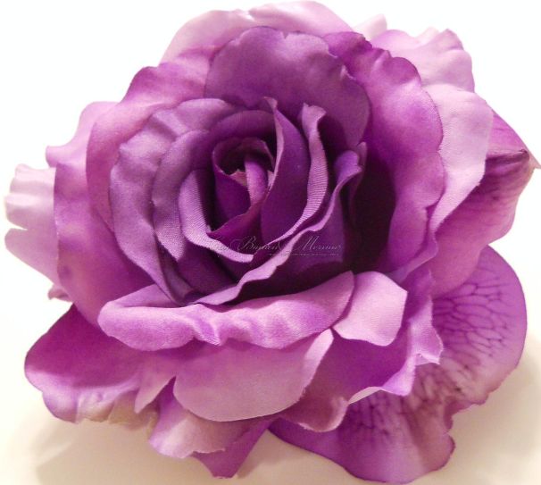 Роза Purple Haze (Пёрпл Хэйз) — фото 2