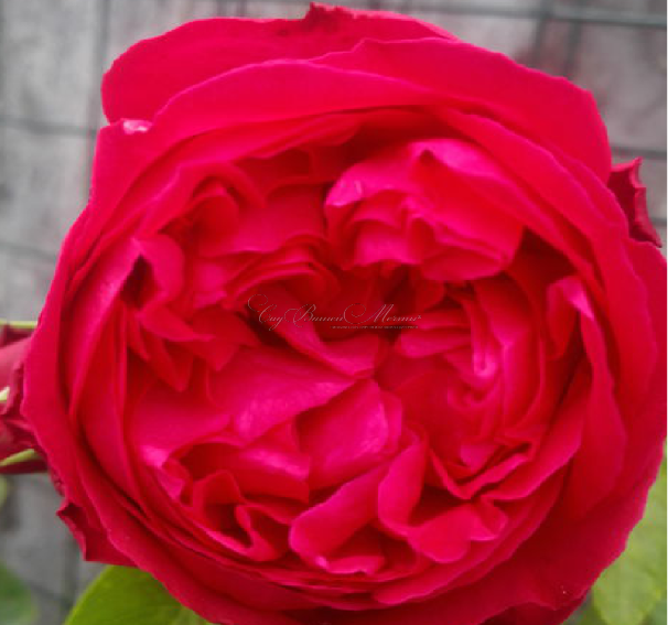 Роза Red Dragon (Рэд Драгон) — фото 2