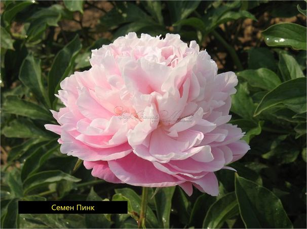 Пион травянистый Семен Пинк (Semen Pink) — фото 2