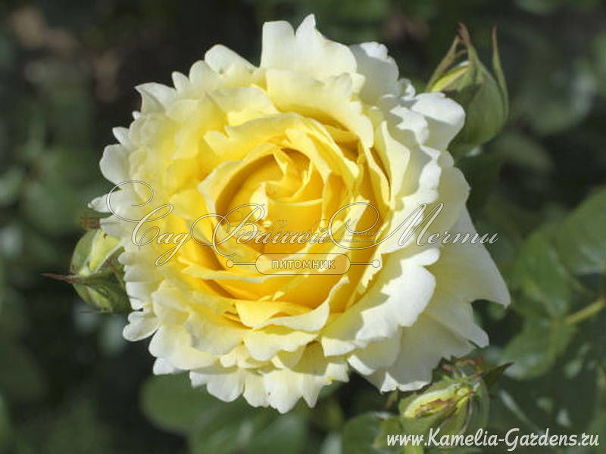 Роза Cyrano de Bergerac (Сирано де Бержерак) — фото 6
