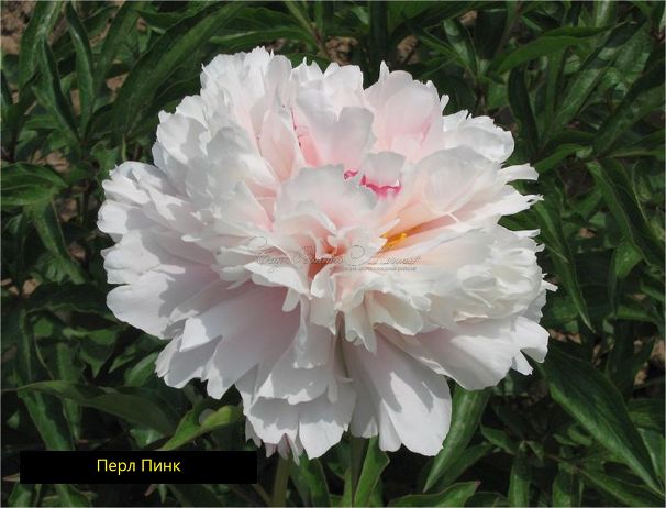 Пион травянистый Перл Пинк (Pearl Pink) — фото 2