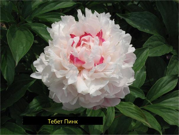Пион травянистый Тебет Пинк (Tebet Pink) — фото 2
