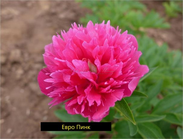 Пион травянистый Евро Пинк (Euro Pink) — фото 2