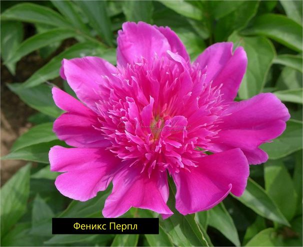 Пион травянистый Феникс Перпл (Phoenix Purple) — фото 2