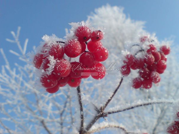 Калина "Садовая" — фото 2